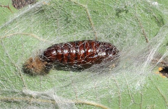 Clostera curtula, ciclo vitale