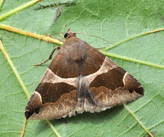 Dysgonia algira, ciclo vitale
