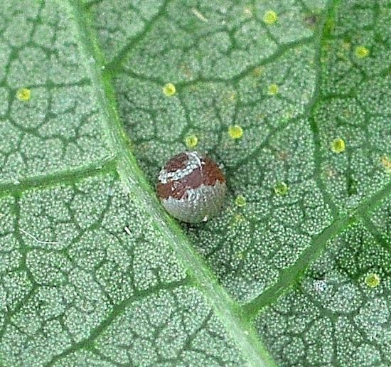 Dysgonia algira, ciclo vitale