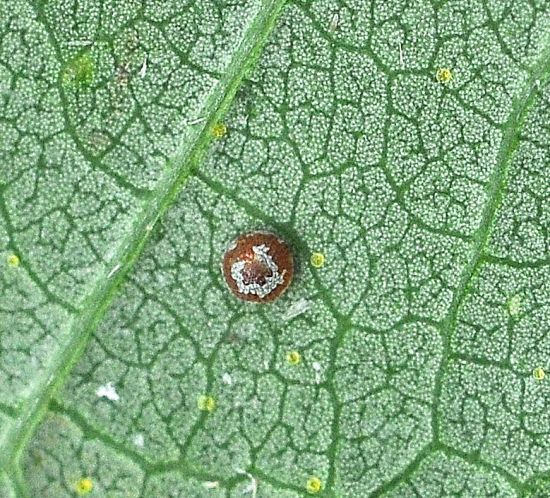 Dysgonia algira, ciclo vitale