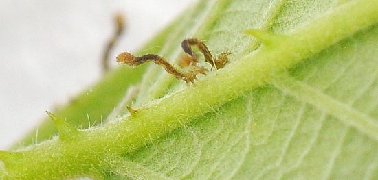 Dysgonia algira, ciclo vitale