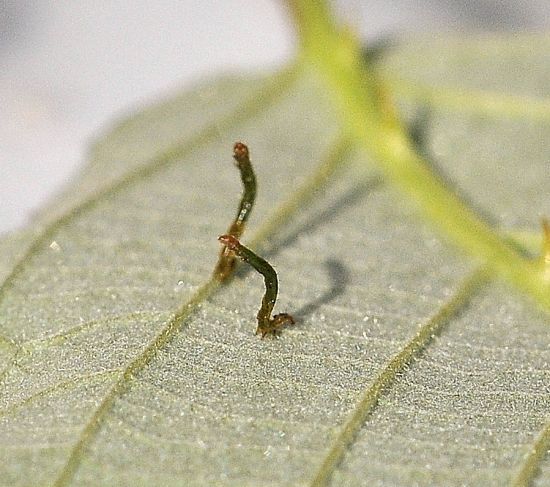 Dysgonia algira, ciclo vitale