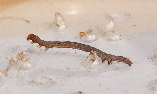 Dysgonia algira, ciclo vitale