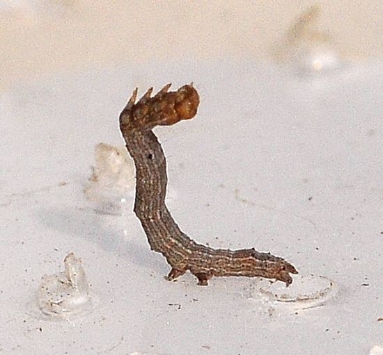 Dysgonia algira, ciclo vitale