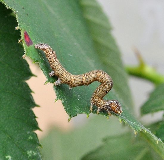 Dysgonia algira, ciclo vitale