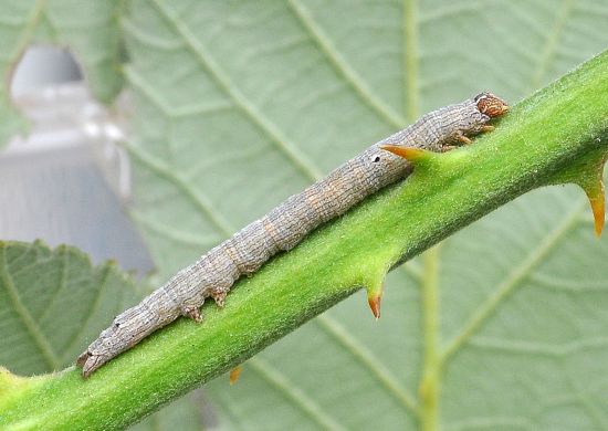 Dysgonia algira, ciclo vitale
