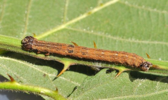 Dysgonia algira, ciclo vitale