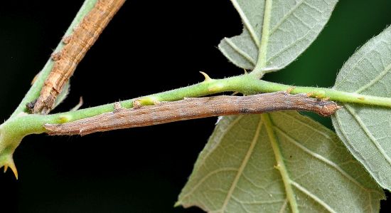Dysgonia algira, ciclo vitale