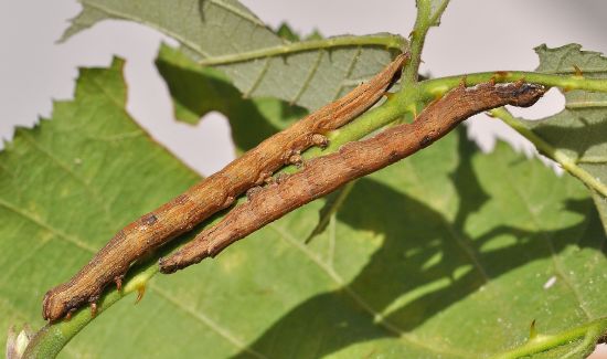Dysgonia algira, ciclo vitale