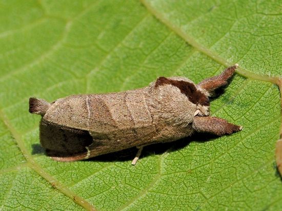 Clostera curtula, ciclo vitale