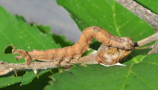 Dysgonia algira, ciclo vitale