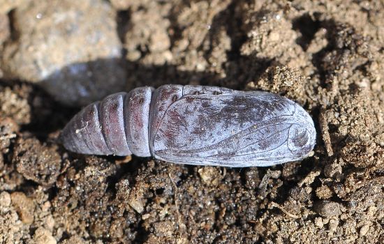 Dysgonia algira, ciclo vitale