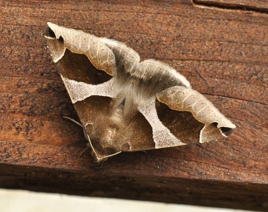 Dysgonia algira, ciclo vitale