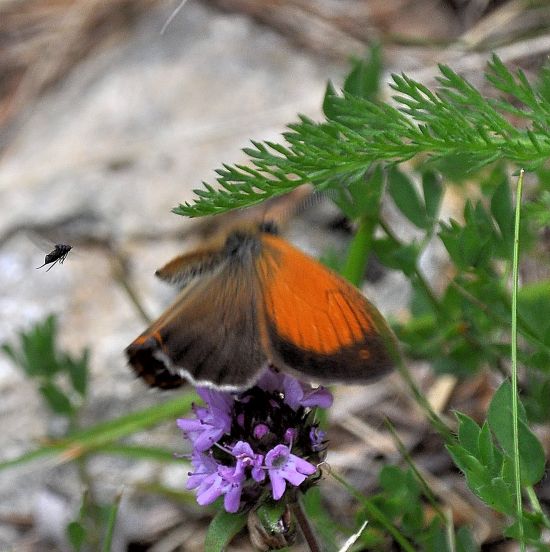 Coenonympha arcania? S  !