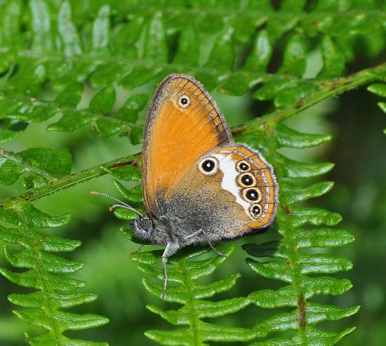 Coenonympha arcania? S  !
