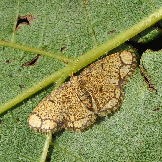 Stegania cararia  geometridae