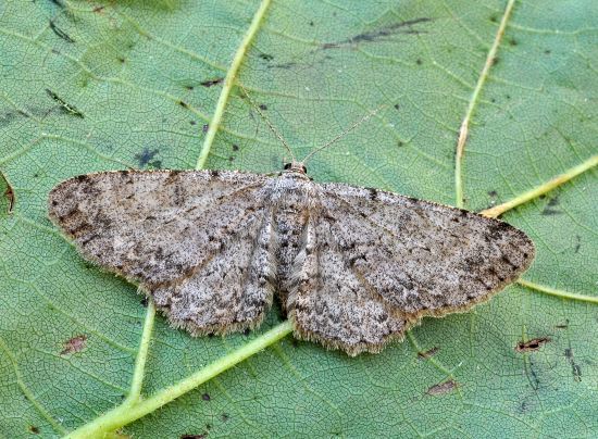 Hypomecis punctinalis?? geometridae - S