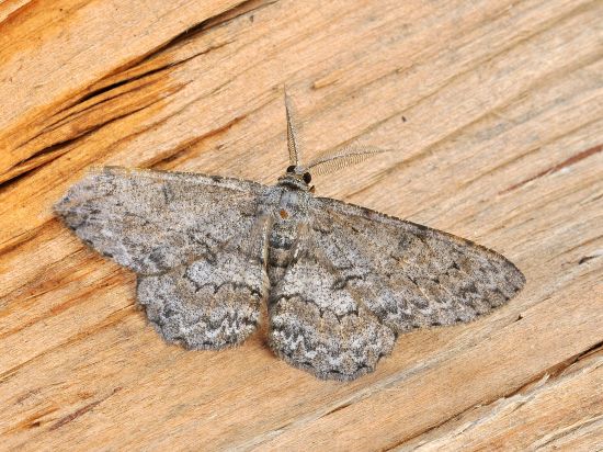 Hypomecis punctinalis?? geometridae - S