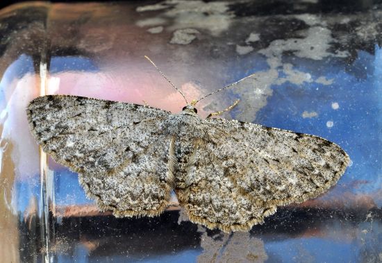 Hypomecis punctinalis?? geometridae - S