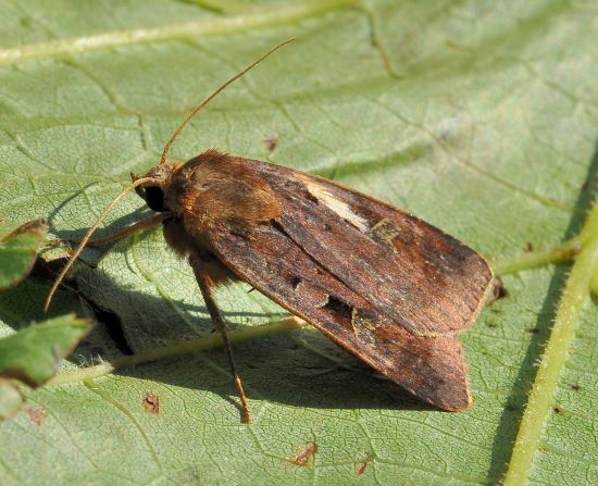 Xestia c-nigrum? No, Diarsia brunnea - Noctuidae