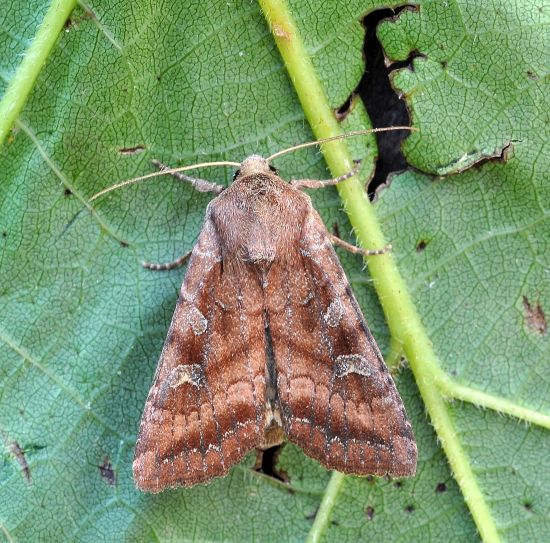 Lacanobia splendens - Noctuidae ? - S