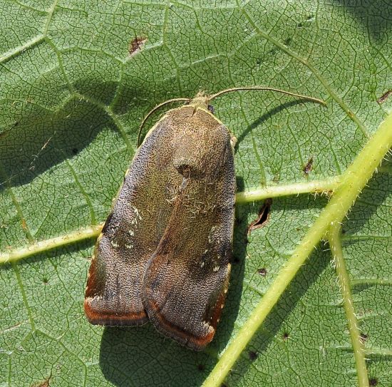 Noctua janthina, noctuidae.