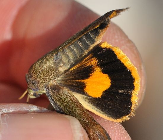Noctua janthina, noctuidae.