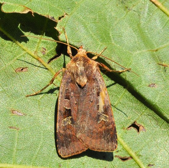 Xestia c-nigrum? No, Diarsia brunnea - Noctuidae