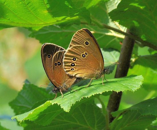 Apantopus hyperantus