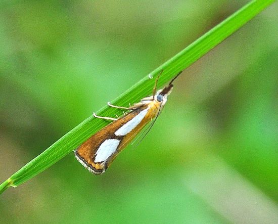 Crambidae:  Catoptria pinella?... Catoptria cfr. pinella