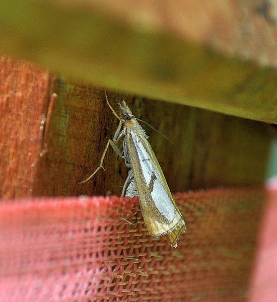 Crambidae:  Catoptria pinella?... Catoptria cfr. pinella