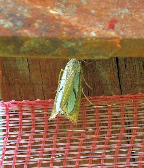 Crambidae:  Catoptria pinella?... Catoptria cfr. pinella