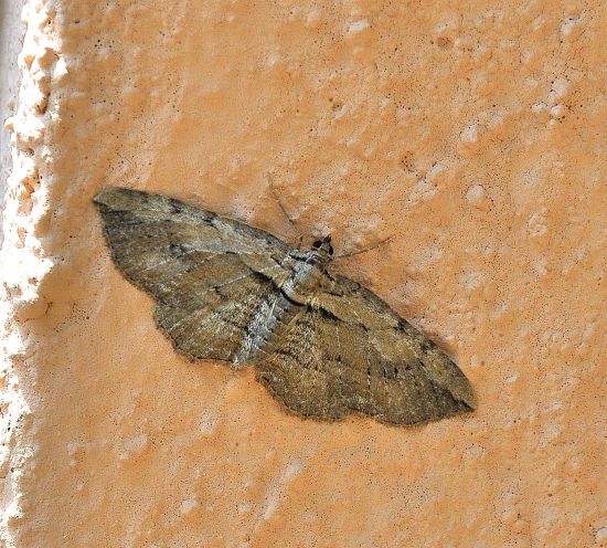 Menophra? No, Horisme sp. - Geometridae