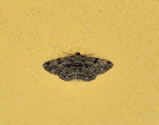 Peribatodes rhomboidaria - Geometridae ?  S !