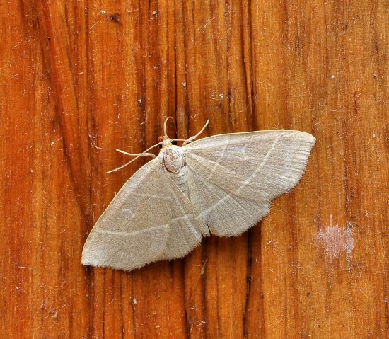 Trisateles emortualis - Erebidae? S