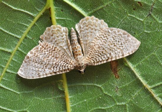 Hydria undulata - Geometridae