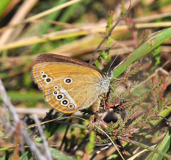 Coenonympha oedippus