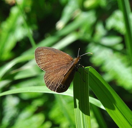 Coenonympha oedippus