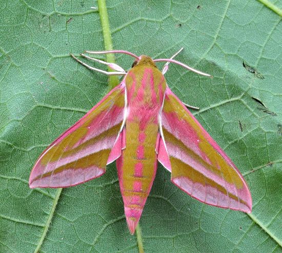 Deilephola elpenor