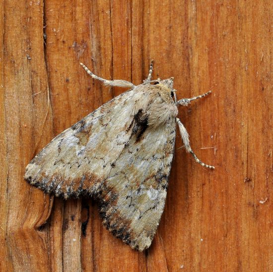 Apamea scolopacina, noctuidae