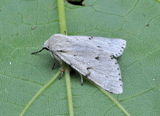 Acronicta leporina melanica? S !