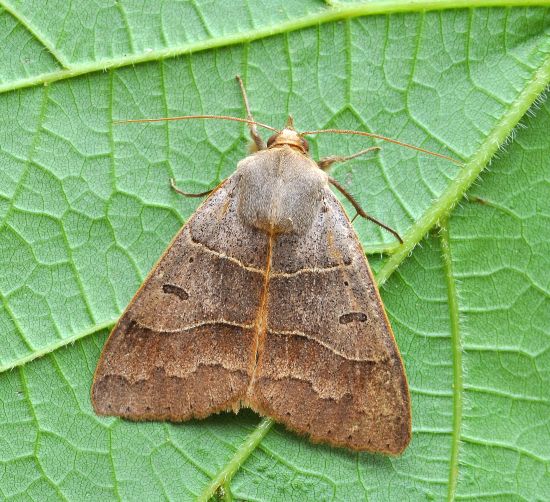 Minucia lunaris