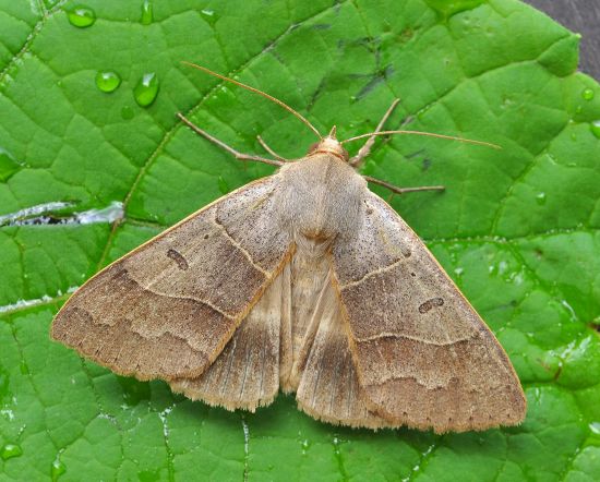 Minucia lunaris