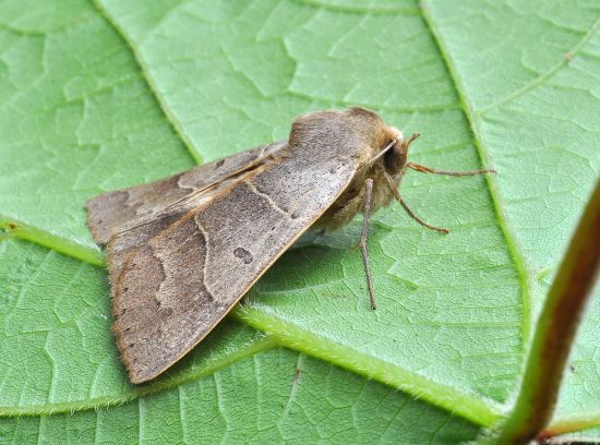 Minucia lunaris