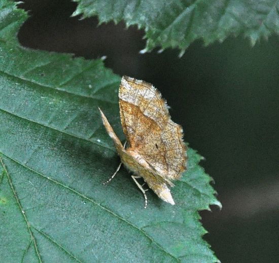 Cepphis advenaria - Geometridae ?  S !