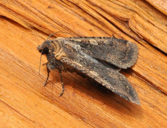 Spaleotis ravida??? No, Peridroma saucia - Noctuidae