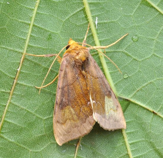 Diachrysia chryson, noctuidae, plusiinae