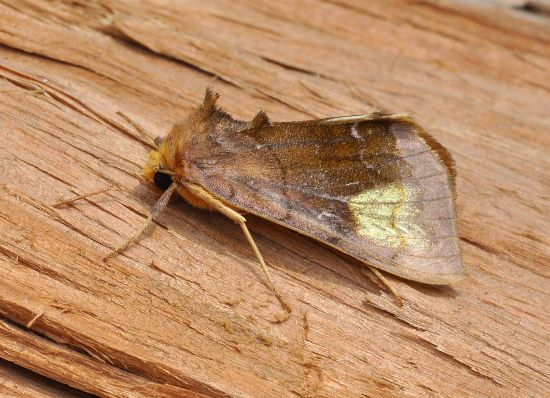 Diachrysia chryson, noctuidae, plusiinae