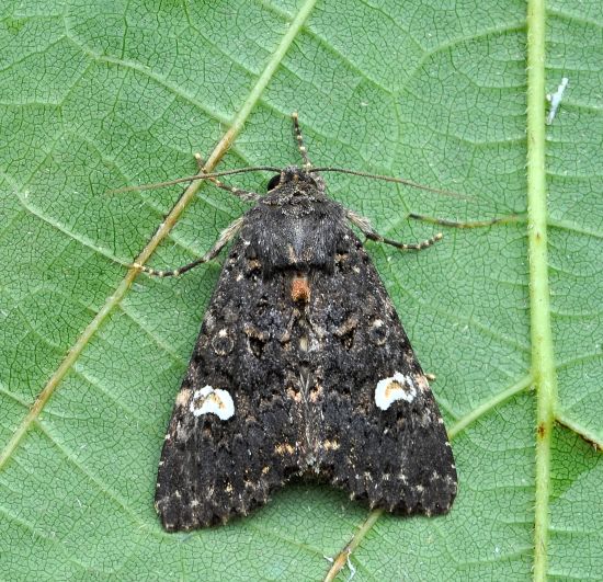 Melanchra persicariae ??  S !