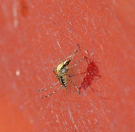 Zanzara tigre?  ...forse...Aedes sp.